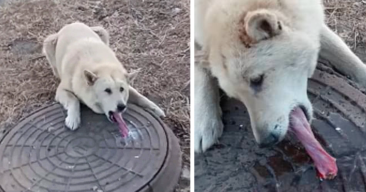 Man Finds Helpless Dog With His Tongue Frozen And Stuck In Sewer - Animal Blog