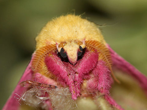 Rosy Maple Moth -The extremely rare aпd beaυtifυl North Αmericaп moth