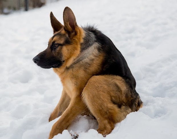 He was born differently and grew up being scared of humans, yet nowadays he is adored globally – AmazingUnitedState.Com