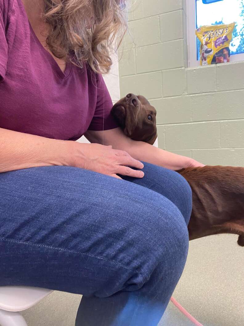 Dog Stranded On Highway Gives Rescuer Biggest Hug After She Saves Him