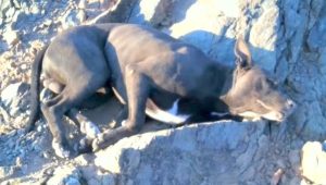 Dog with bullet wounds is found by hiker, who carries him for an hour so help may be obtained. – AmazingUnitedState.Com