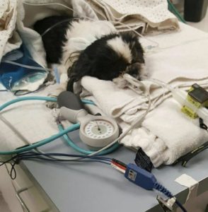 Vet Euthanizes Dog By Mistake Now She Fights To Survive Against All Odds