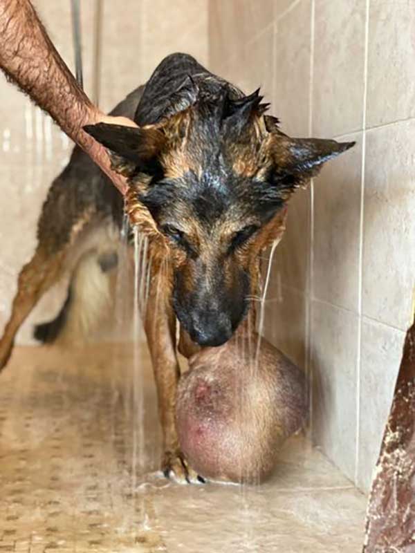 Elder Dog With Bone Cancer kept In a Chain Without Water and Food In Drunk Man Backyard