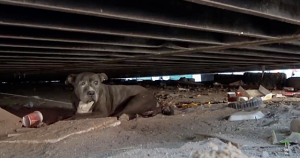 When Her Owner Left Her Behind She Spent 9 Lonely Years At A Junkyard By Herself