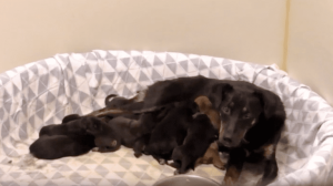 Mama Dog Carries Her 13 Puppies To The Safest Hiding Sport Despite Her Broken Leg