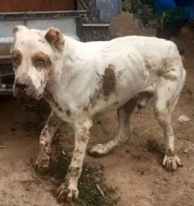 An elderly dog whose owner had abandoned it is finally saved. – AmazingUnitedState.Com