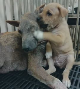 Poor Mother Dog Desperately Wailing For Someone To Help Her Puppies