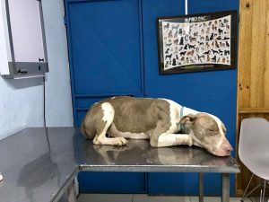 People Saved Dog Who Couldn't Even Rest Her Head Because Of Extremely Short Chain Now She Is Finally Happy