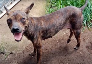 Sick And Starving Stray Dog Collapses On The Street As Rescuers Follow Her