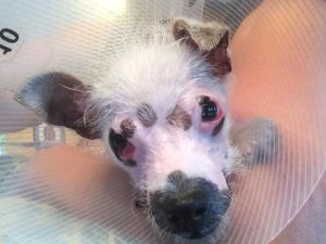 The family adopts the “unusual-looking” puppy despite her scars. – AmazingUnitedState.Com