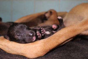 In a construction site, a dog that had just given birth and was dying was discovered. – AmazingUnitedState.Com