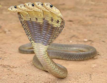The World Is Being Transformed By The Snake With Seven Heads (Video) - TheDailyWorld.NET