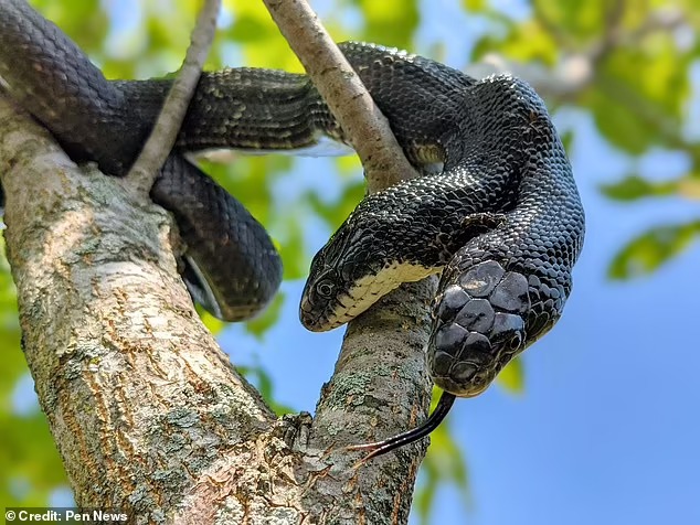 Although two-headed snakes have an amazingly high survival rate of 1 in 100 million, experts are still amazed by their long lifespan of 17 years. – AmazingUnitedState.Com