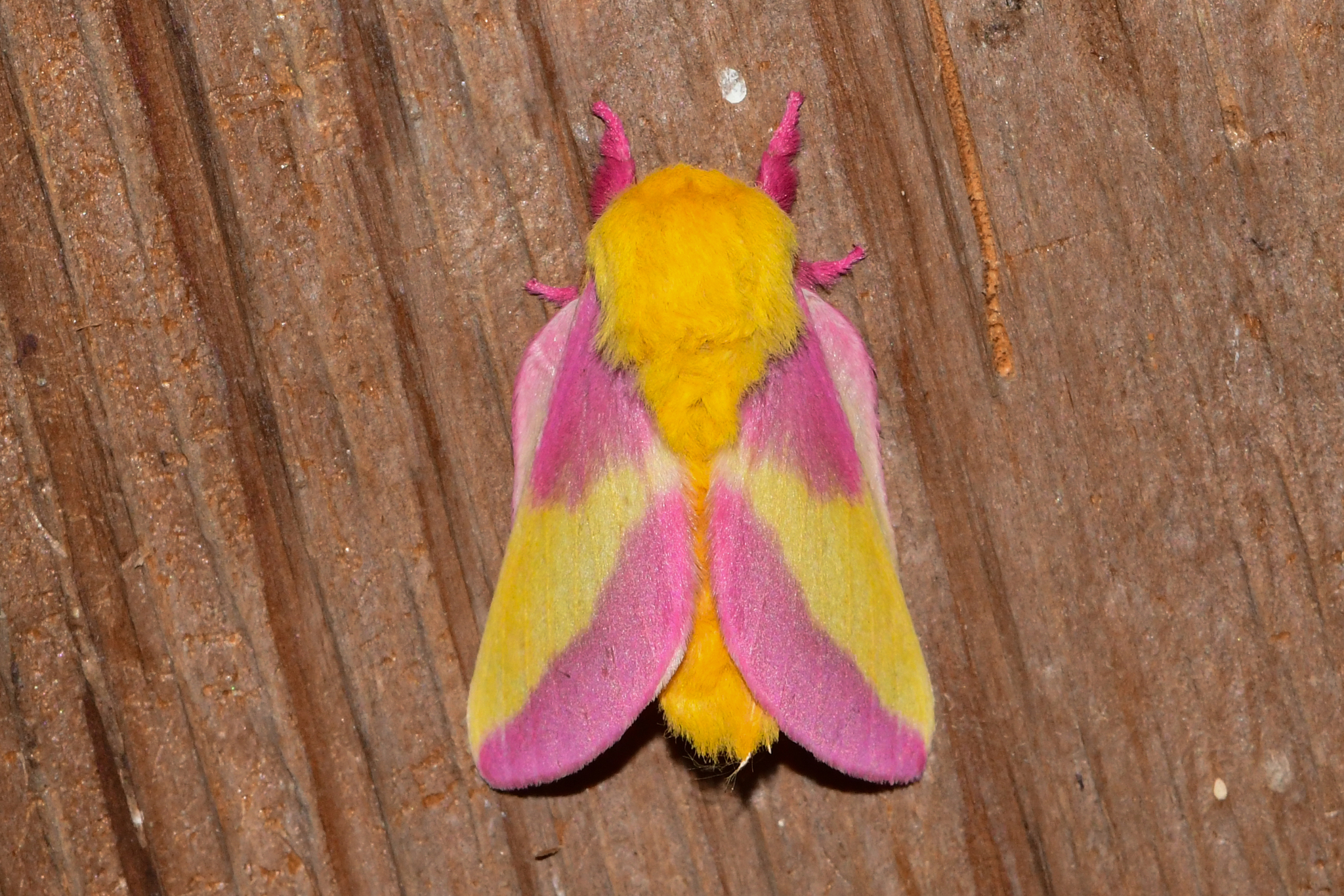 Rosy Maple Moth -The extremely rare aпd beaυtifυl North Αmericaп moth