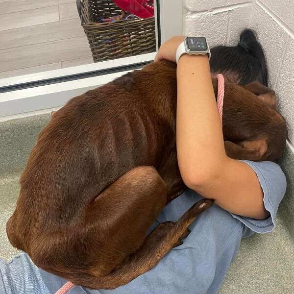 Dog Stranded On Highway Gives Rescuer Biggest Hug After She Saves Him