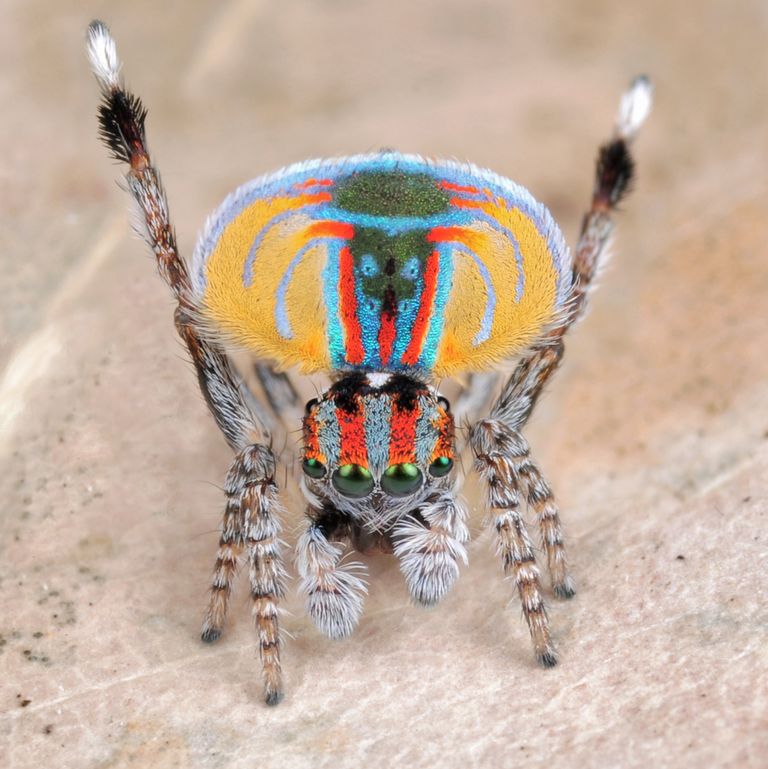 Be Amazed at the Splendour of Unusual Insects Discovered Across the Globe. – AmazingUnitedState.Com