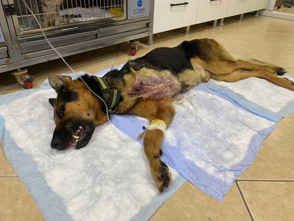 Elder Dog With Bone Cancer kept In a Chain Without Water and Food In Drunk Man Backyard