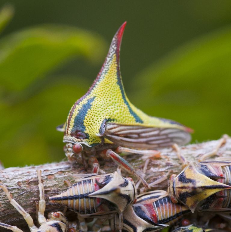 Be Amazed at the Splendour of Unusual Insects Discovered Across the Globe. – AmazingUnitedState.Com