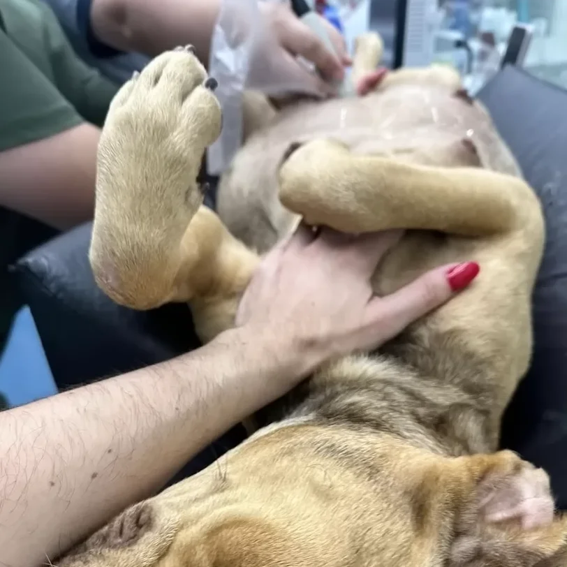 The Incredible Journey of a Pregnant Dog Abandoned by its Owners