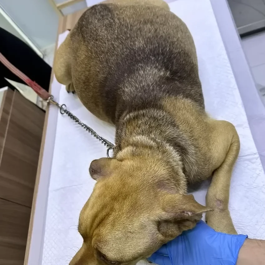 The Incredible Journey of a Pregnant Dog Abandoned by its Owners