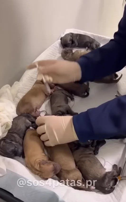 The Incredible Journey of a Pregnant Dog Abandoned by its Owners