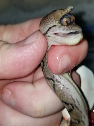 A snake that has two eyes in the same socket was discovered in Mississippi (Video) - TheDailyWorld.NET