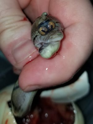 A snake that has two eyes in the same socket was discovered in Mississippi (Video) - TheDailyWorld.NET