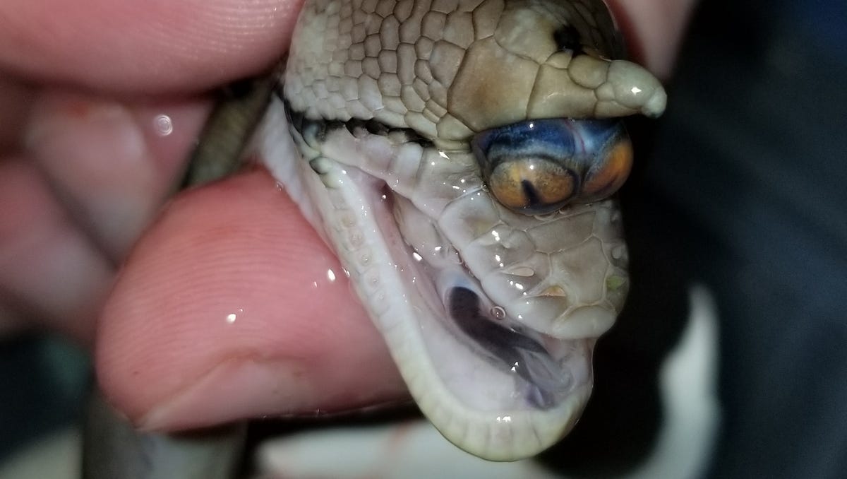 A snake that has two eyes in the same socket was discovered in Mississippi (Video) - TheDailyWorld.NET