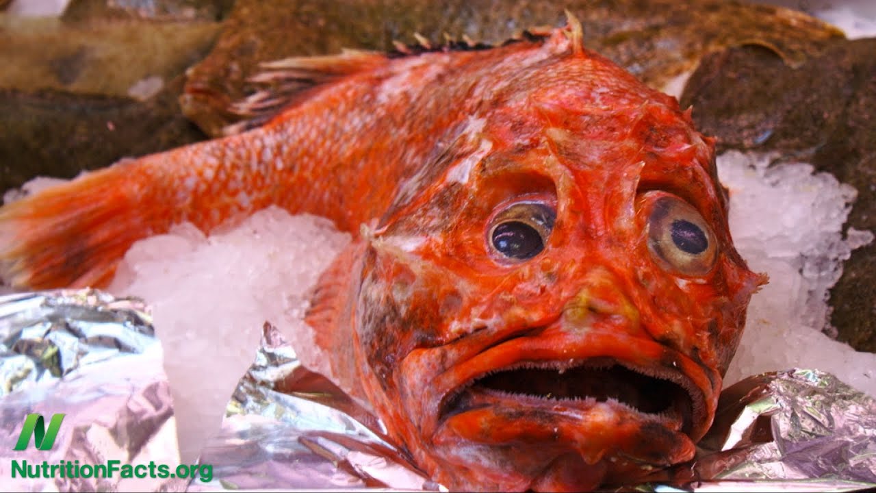 The Unusual Find: A Rare Red Fish Found in the Ocean - srody.com