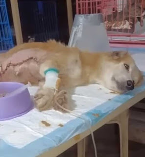 Owner аЬапdoпѕ Dog with End-Stage Cancer to Live on the Streets