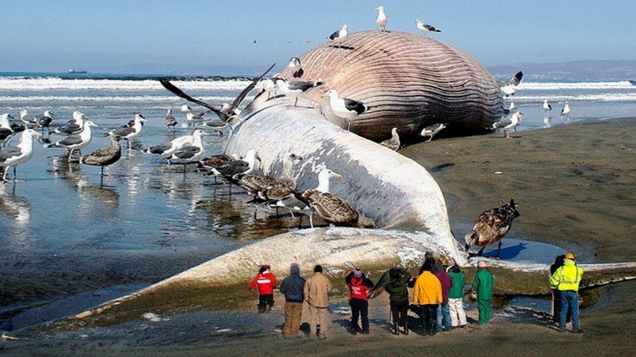 The world's largest sea monster is mysteriously stuck on the coast of the US