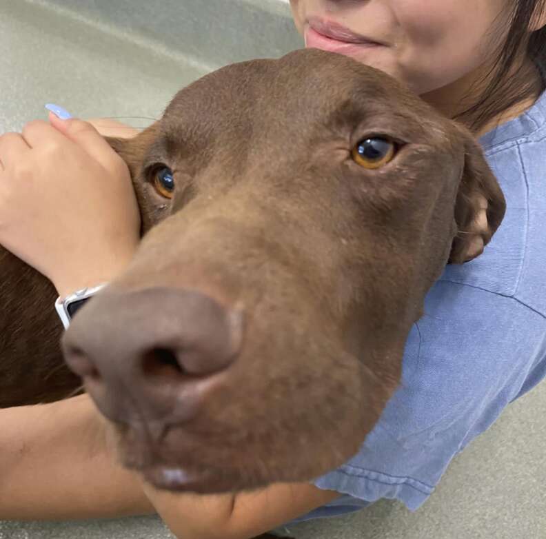 Dog Stranded On Highway Gives Rescuer Biggest Hug After She Saves Him