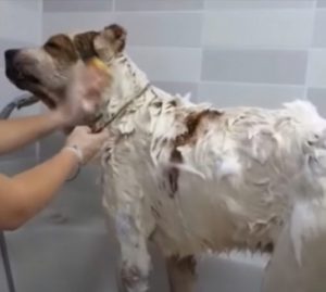 An elderly dog whose owner had abandoned it is finally saved. – AmazingUnitedState.Com