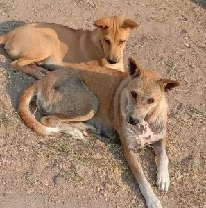 Poor Mother Dog Desperately Wailing For Someone To Help Her Puppies