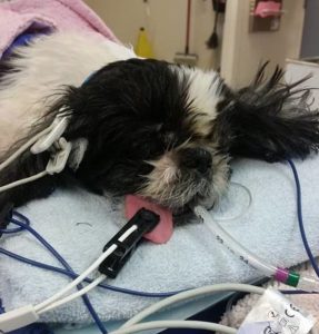 Vet Euthanizes Dog By Mistake Now She Fights To Survive Against All Odds