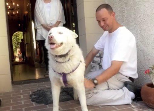 This Homeless Husky Collapses after living in a Garbage Dump outside of her City for Years