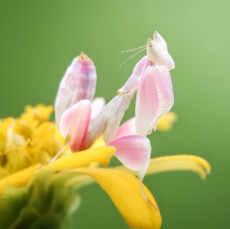 Be Amazed at the Splendour of Unusual Insects Discovered Across the Globe. – AmazingUnitedState.Com