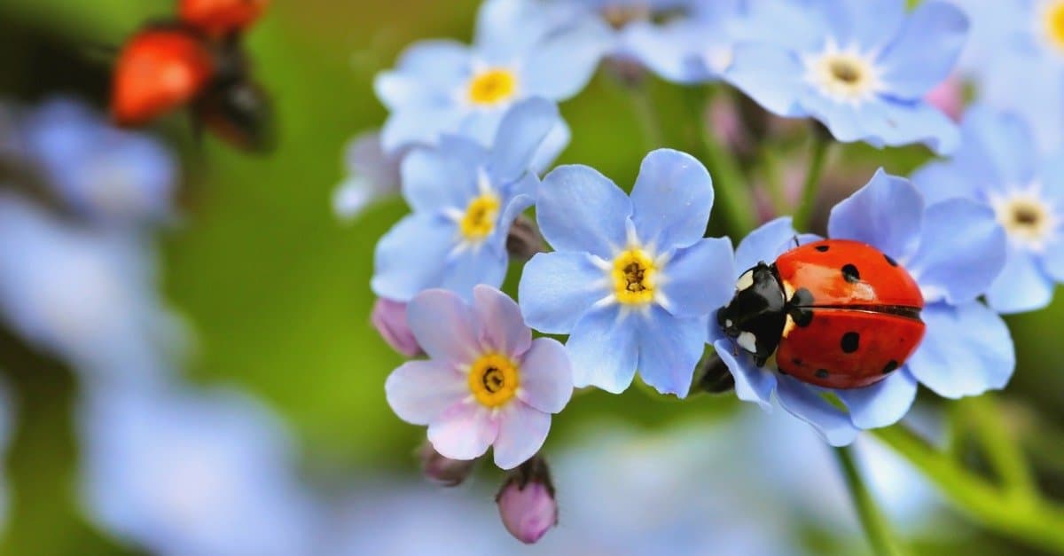 Be Amazed at the Splendour of Unusual Insects Discovered Across the Globe. – AmazingUnitedState.Com