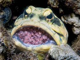 Dad of the Year: Male Yellow-Headed Jawfish Caught on Camera Mouthbrooding His Offspring in the Caribbean