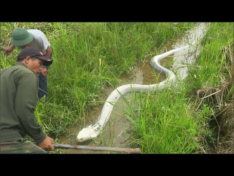 An albino giant cobra is considered to be the most valuable and rare snake in the world (Video) - TheDailyWorld.NET