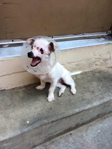 The family adopts the “unusual-looking” puppy despite her scars. – AmazingUnitedState.Com