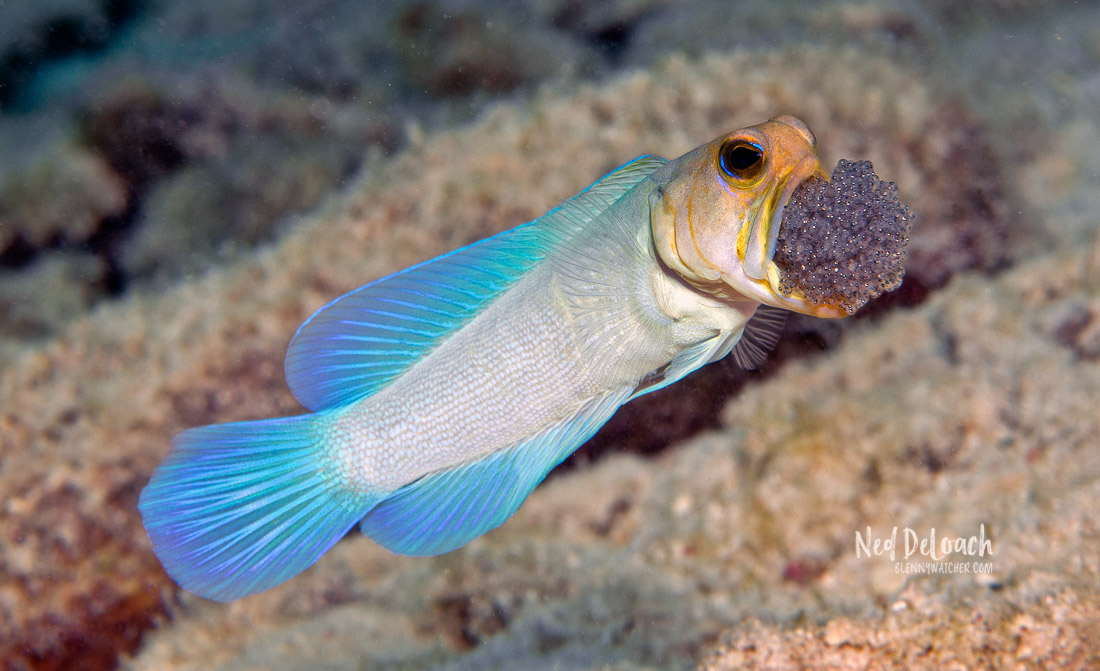 Dad of the Year: Male Yellow-Headed Jawfish Caught on Camera Mouthbrooding His Offspring in the Caribbean