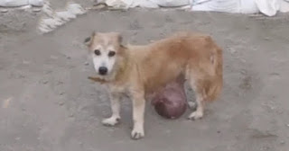 Owner аЬапdoпѕ Dog with End-Stage Cancer to Live on the Streets