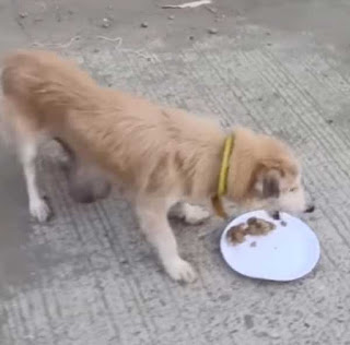 Owner аЬапdoпѕ Dog with End-Stage Cancer to Live on the Streets