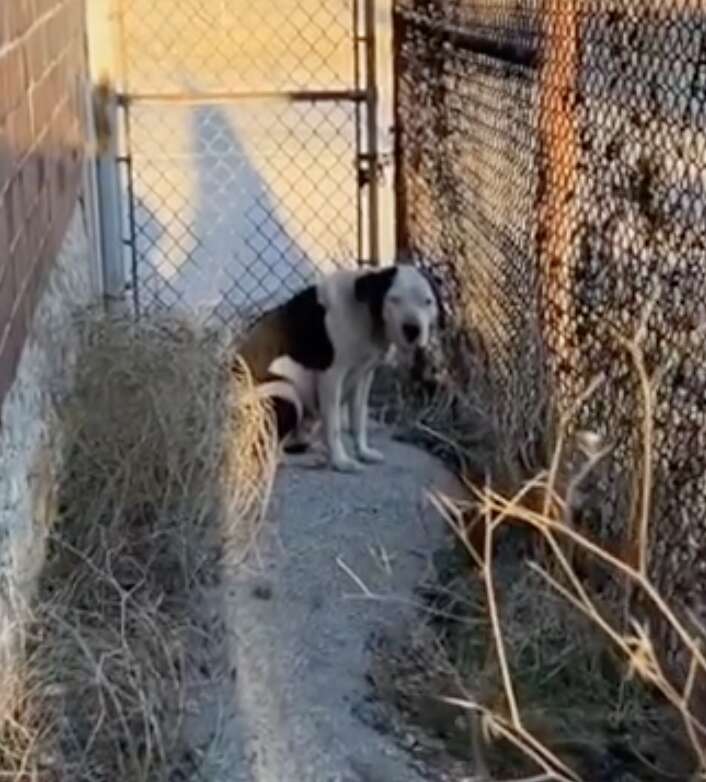 'Super-Scared' Stray Dog Melts Into Rescuer’s Arms As Soon As She Knows She’s Safe