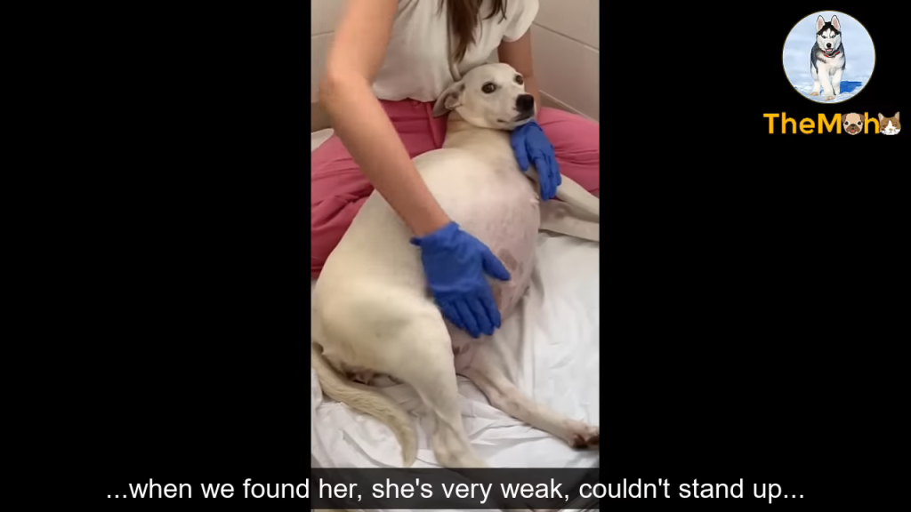 The spectacular birth journey of a mother dog abandoned at 9 weeks pregnant