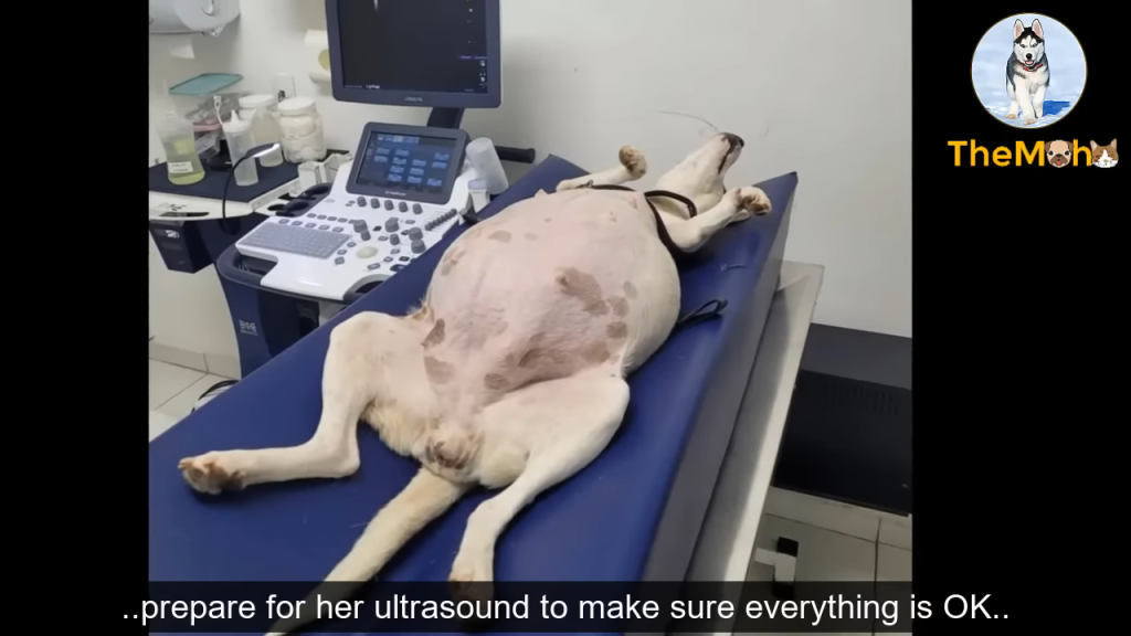 The spectacular birth journey of a mother dog abandoned at 9 weeks pregnant