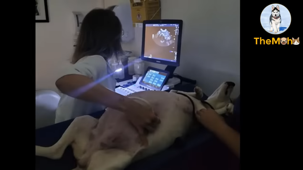 The spectacular birth journey of a mother dog abandoned at 9 weeks pregnant