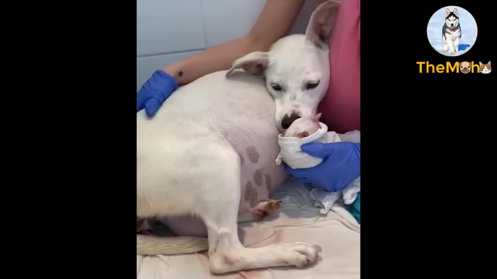 The spectacular birth journey of a mother dog abandoned at 9 weeks pregnant