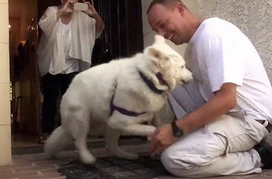 This Homeless Husky Collapses after living in a Garbage Dump outside of her City for Years